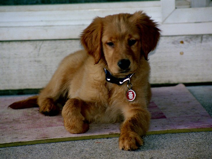 golden retriver, labrador - 688787-1280x960-Dandy_door_2.jpg