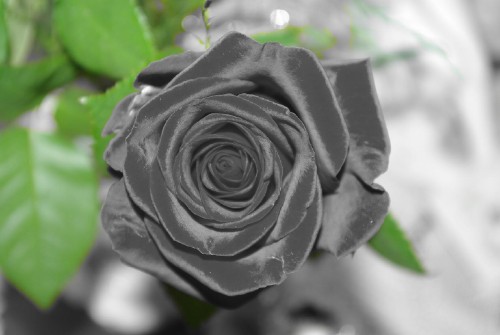  Kwiaty -  róże - róża1.jpg