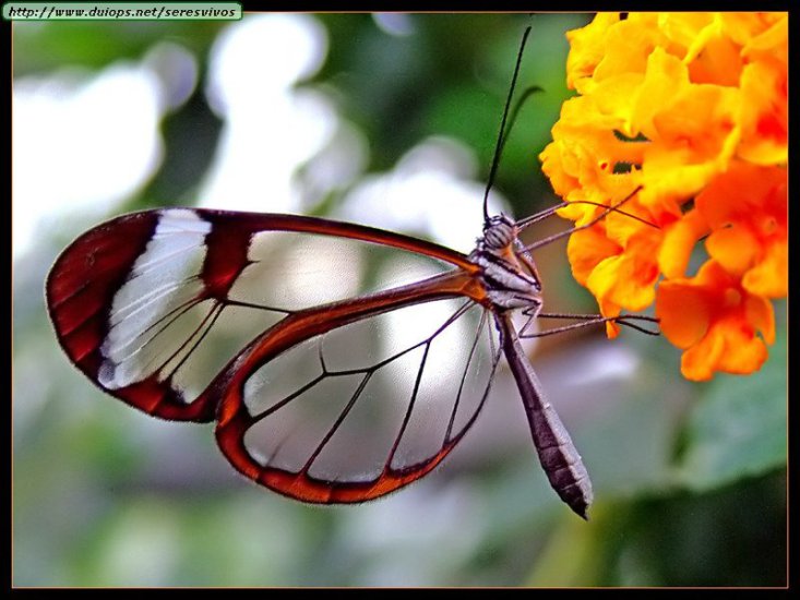 Motyle - transparent-butterfly2.jpg