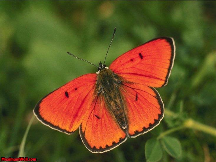 Motyle - photo_fond_ecran_wallpaper_animaux_papillons_006.jpg