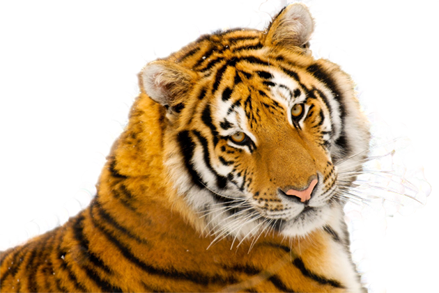 KOTY DZIKE PNG - tigers - 042 - 800 x 535.png