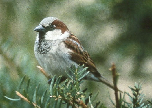 PRZYRODA - FLORA  - FAUNA - HouseSparrow23.jpg