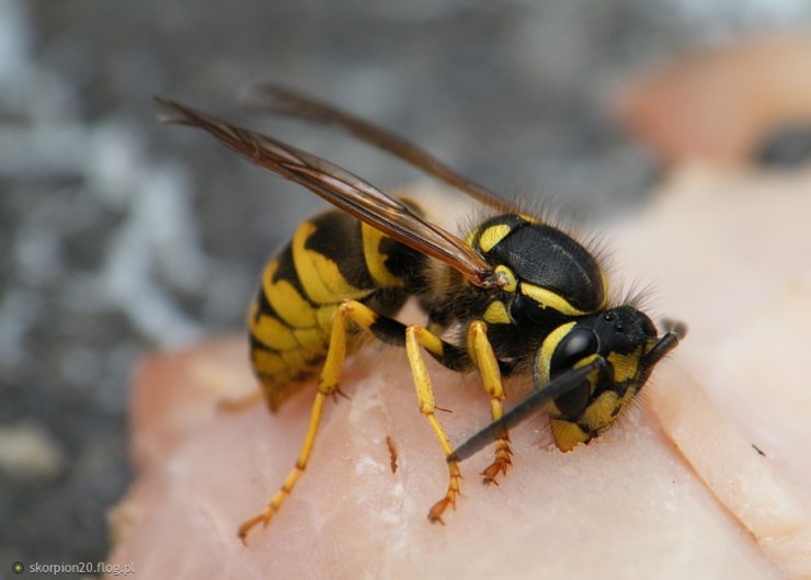 Ślimaki 2013r - 5306420_osa-pospolita-paravespula-vulgaris.jpg