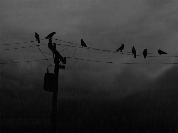 tapetki - Rainy_Day_Crows.jpg