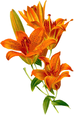 Lilie - Lilies_07.png