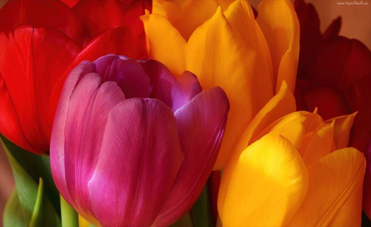 Tulipany - 89421_kolorowe_tulipany.jpg