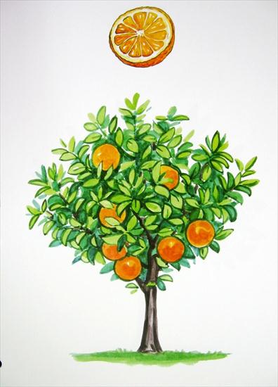 Drzewa egzotyczne - pomarańcza.JPG