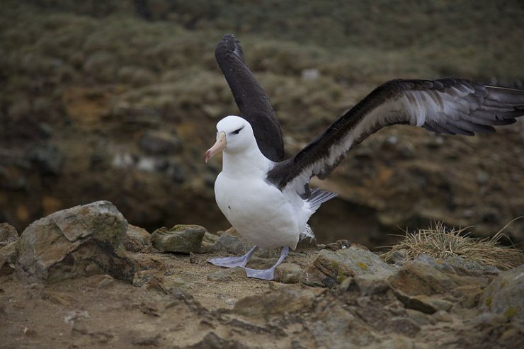 Albatrosy - Albatros_Thalassarche_melanophrys_-Falkland_Islands-8.jpg