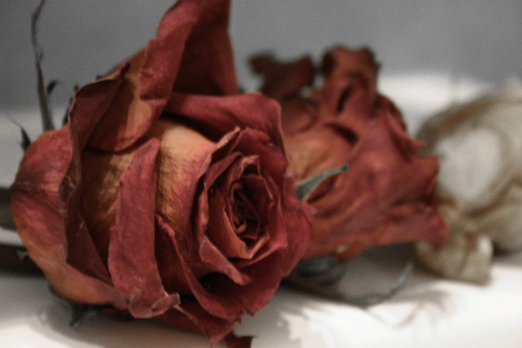 Róże - Roses_by_mer126.jpg