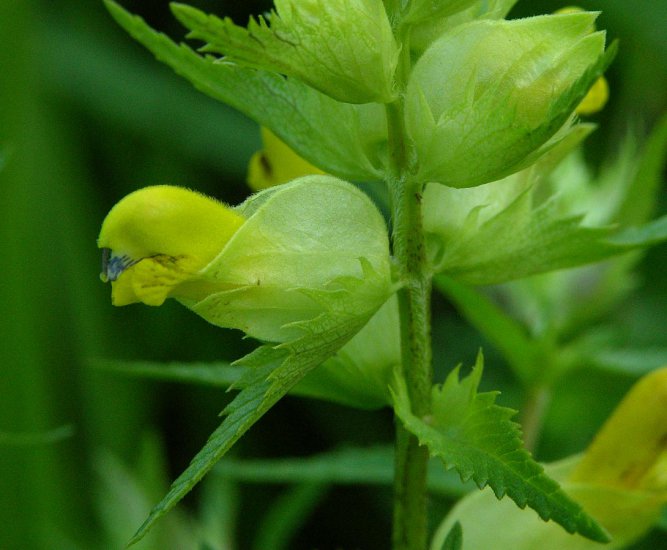 ZIELARSTWO.ZDJĘCIA - ZIOŁA.POLSKA.SZELĘŻNIK.WIĘKSZY - Rhinanthus angustifolius L.1.jpg