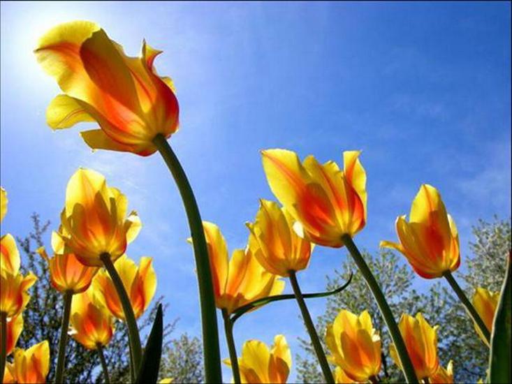 Tulipany - tulipany 78.jpg