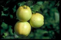 Jabłoń - Honeygold.jpeg