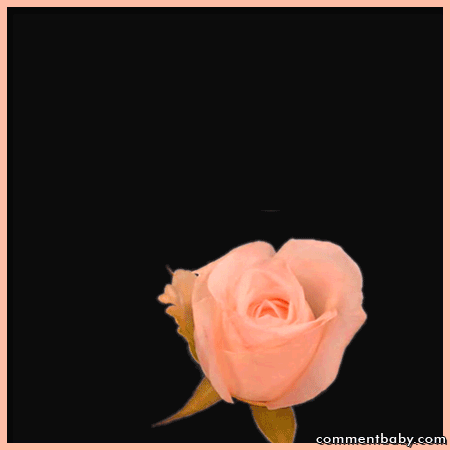 niespodzianki w różach - 124972.b.gif