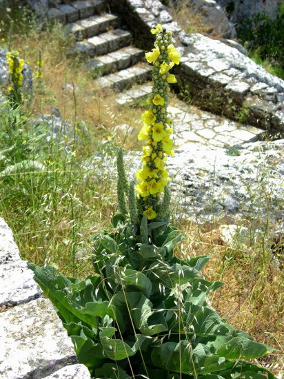 ZIELARSTWO.ZDJĘCIA - ZIOŁA.POLSKA.DZIEWANNA.WIELKOKWIATOWA - Verbascum ... densiflorum Bertol, syn. V. thapsiforme Schrad.3.jpg