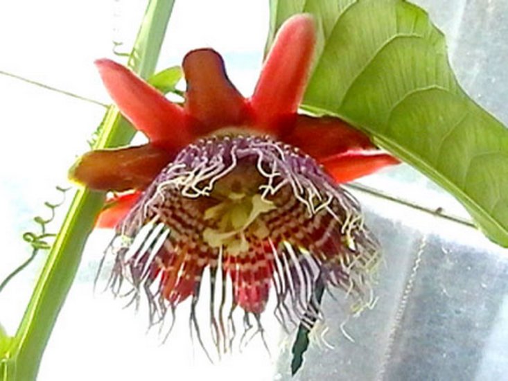 Passiflora - passiflora 29.jpg