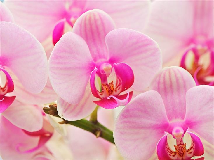 kwiaty - Hybrid Orchids.jpg