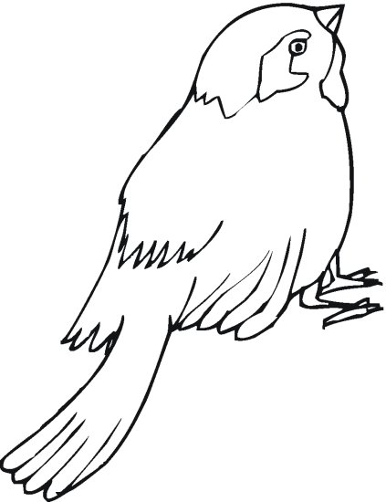 wróbel - wróbel - kolorowanka ptaki 25.gif