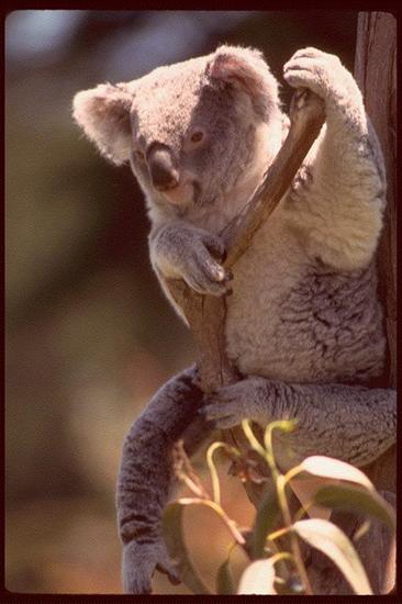 TAPETY - Koala.jpg