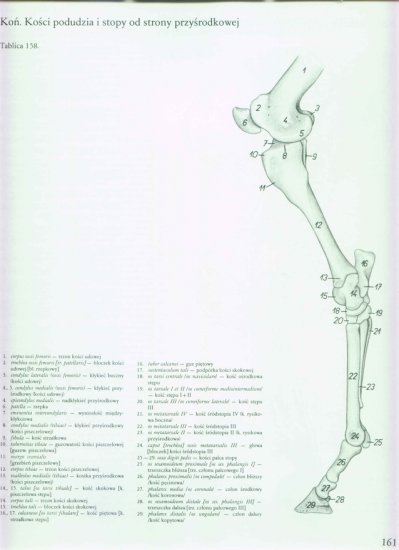 atlas anatomii topograficznej-miednica i kończyny - 155.jpg