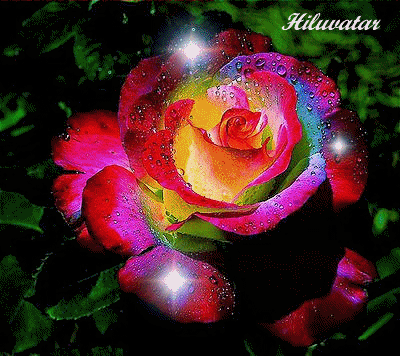 róża--piękny kwiat - 1373228460.gif
