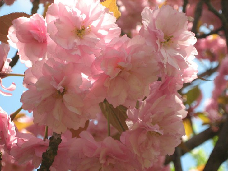 Wiosna -Barwne jpg - spring_nature_30.jpg