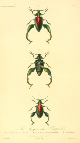 RETRO vintage - 1831-1835 Illustrations de Zoologie-118.jpg