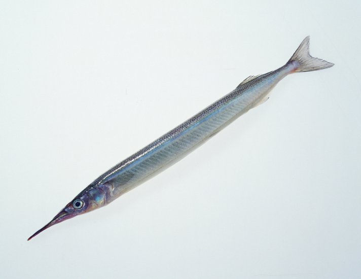 Seafood - 006.JPG
