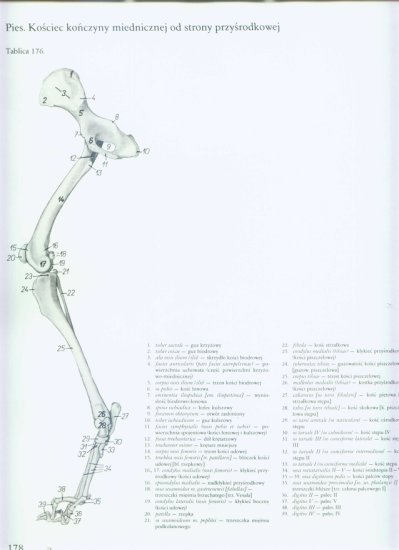 atlas anatomii topograficznej-miednica i kończyny - 170.jpg