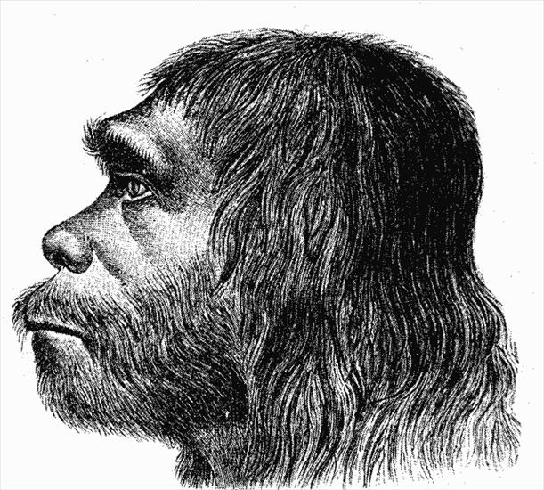 Historia człowieka - obrazy - Neanderthaler_Fund. Neandertalczyk.png