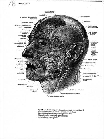 Anatomia - anatomia003.jpg