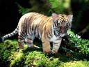 Zwierzęta - TN-indochinese_tiger_cub.jpg