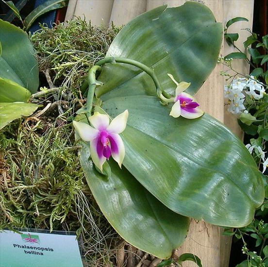 Storczyki - 603px-Phalaenopsis_bellina_OrchidsBln0906.jpg