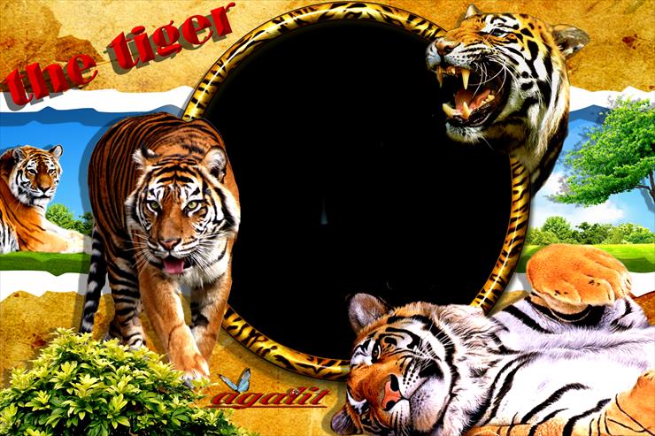 ramki zwierzęta - tygrysy.png
