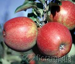 Jabłoń - Jonagored Supra.jpeg