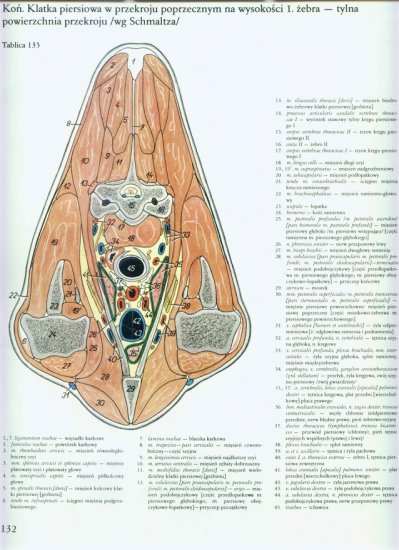 atlas anatomii-tułów - 128.jpg