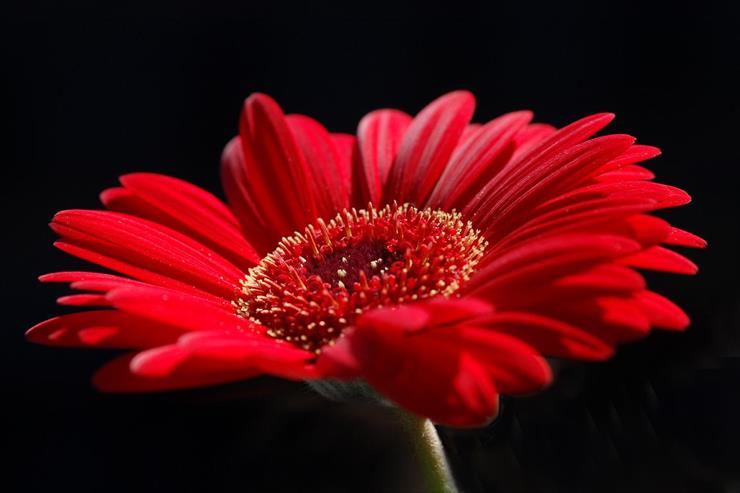 KWIATY CZERWONE - Red Flower 31.jpg
