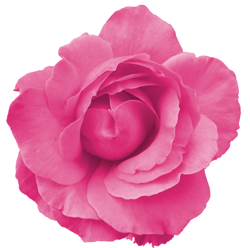 kolekcja471 - Lush Pink Rose.png
