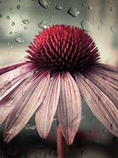  Galeria - Pink_Flower.jpg