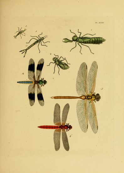 RETRO vintage - Exotic Entomology-195.jpg