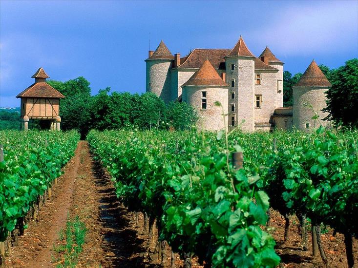 FRANCJA - Vineyard, Cahors, Lot Valley, France_1.jpg