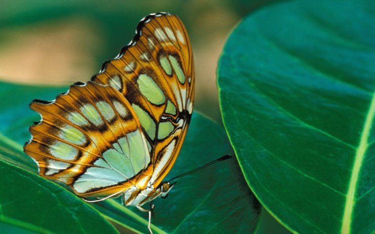 Nie tylko motyle - Motyle__1680-1050 19.jpg