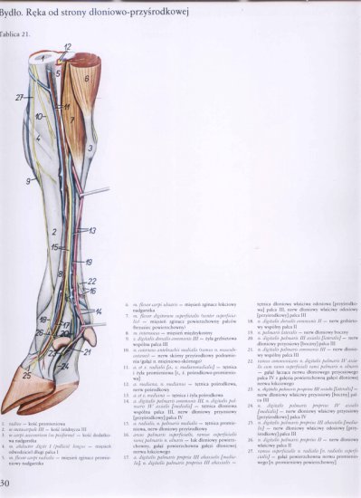 atlas anatomii topograficznej-miednica i kończyny - 024.jpg