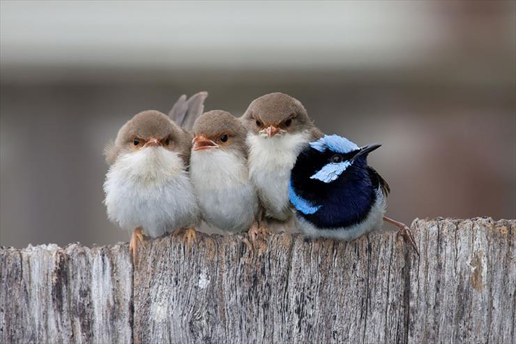Razem będzie nam Cieplej - birds-keep-warm-bird-huddles-13__880.jpg