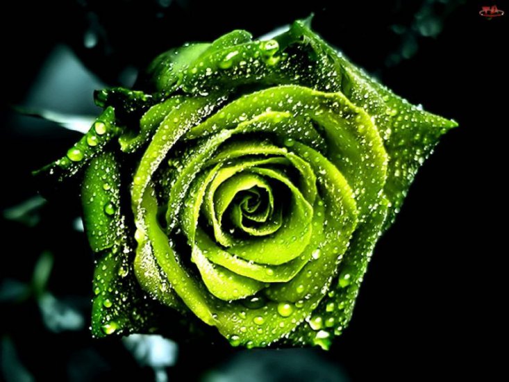 Safi83 - Róża zielona1.jpg