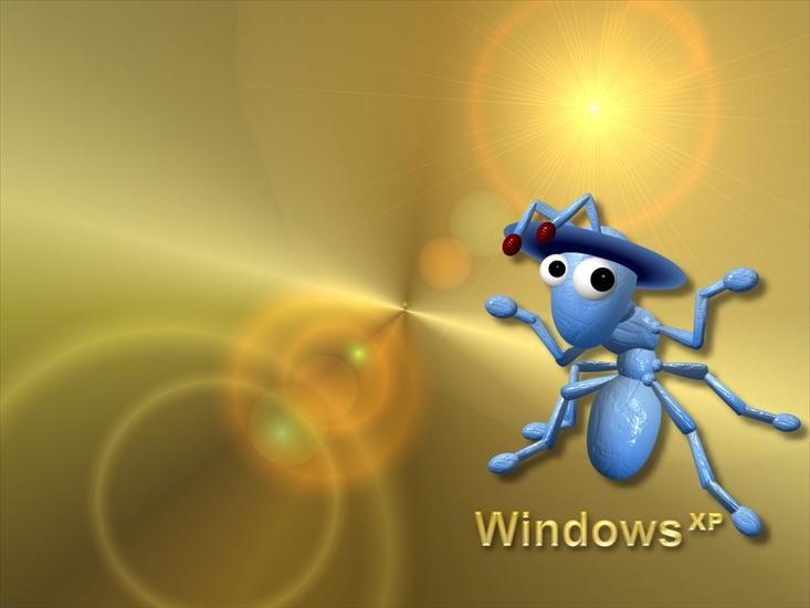 windows - xpbz0095.jpg
