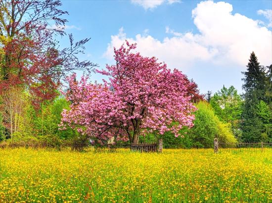 urok kwitnących drzew - uyr.jpg