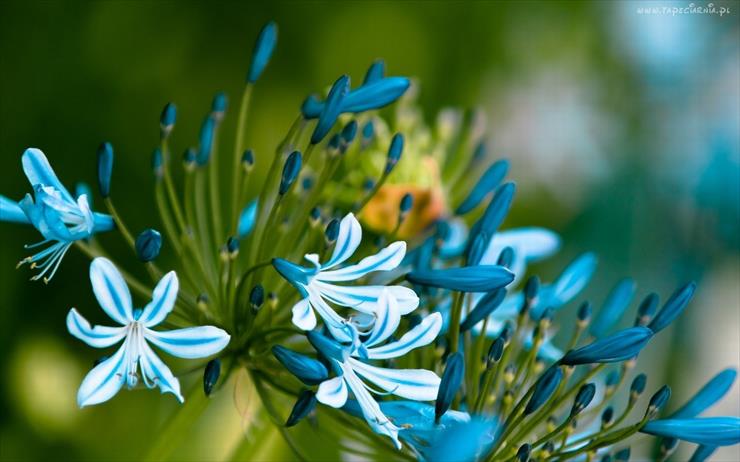 Kwiaty - 187480_niebiesko_biale_kwiaty_ogrod.jpg