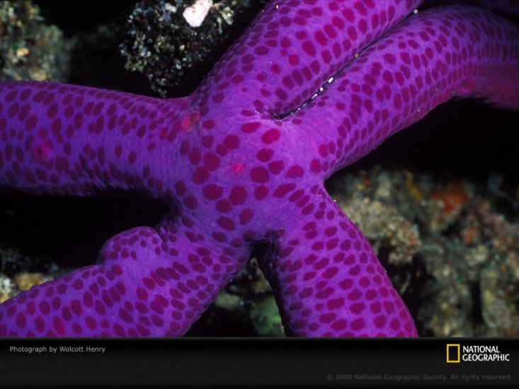 NATIONAL_GEOGRAPHIC_ - purple-sea-star-henry.jpg
