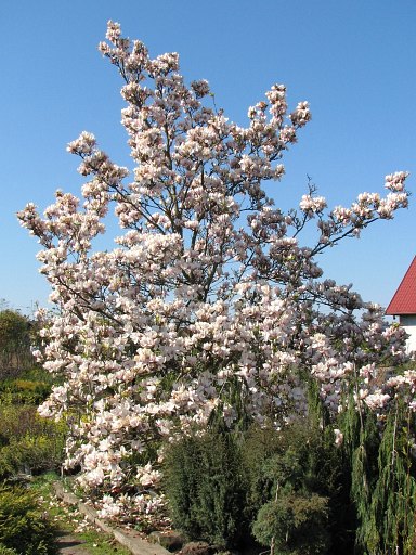 ATLAS KRZEWÓW - magnolia_posrednia_000_s.jpg