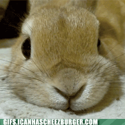 zwierzaki - bunny nose.gif